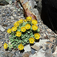 Ranunculus grahamii