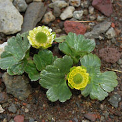 Ranunculus pinguis