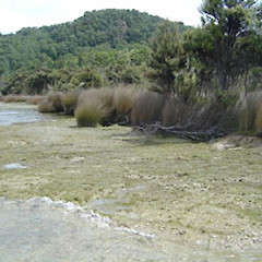 Marginal turf habit of Ranunculs ranceorum. Lake Manapouri, Supply Bay.<br>Photographer: Brian Rance, Date taken: 17/01/2007, Licence: <a target='_blank' href='https://creativecommons.org/licenses/by-sa/4.0'>CC BY-SA</a>.