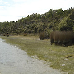 Marginal turf habit of Ranunculs ranceorum, Lake Manapouri, Supply Bay.<br>Photographer: Brian Rance, Date taken: 17/01/2007, Licence: <a target='_blank' href='https://creativecommons.org/licenses/by-sa/4.0'>CC BY-SA</a>.