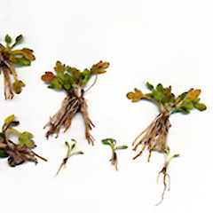Fruiting plants and seedlings (AK 298668, Supply Bay, Lake Manapouri).<br>Photographer: Peter J de Lange, Date taken: 27/02/2007, Licence: <a target='_blank' href='https://creativecommons.org/licenses/by-nc/4.0'>CC BY-NC</a>.