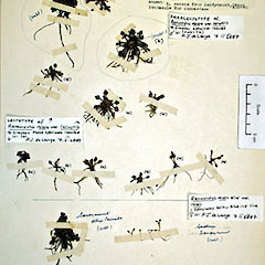 Type sheet (CHR 76023) and lectotype (specimens labelled (a) only).<br>Photographer: Peter J de Lange, Date taken: 07/02/2007, Licence: <a target='_blank' href='https://creativecommons.org/licenses/by-nc/4.0'>CC BY-NC</a>.