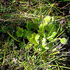 Ranunculus subscaposus