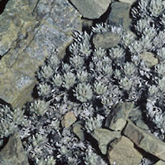 Close up on Mt Barefell (January).<br>Photographer: John Smith-Dodsworth, Licence: <a target='_blank' href='https://creativecommons.org/licenses/by-nc/4.0'>CC BY-NC</a>.