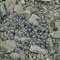 Summit of Mt Barefell.<br>Photographer: Gillian M. Crowcroft, Licence: All rights reserved. <a class='member-message' href='/nzpcn/why-join-nzpcn/' target='_blank'>Members can view a larger version of this image.</a>