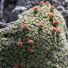 Mt Rakeahua, Stewart Island.<br>Photographer: Mike Thorsen, Licence: All rights reserved. <a class='member-message' href='/nzpcn/why-join-nzpcn/' target='_blank'>Members can view a larger version of this image.</a>