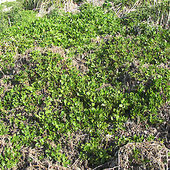 Scaevola gracilis, Macauley Island.<br>Photographer: John Barkla, Licence: <a target='_blank' href='https://creativecommons.org/licenses/by/4.0'>CC BY</a>. <a class='member-message' href='/nzpcn/why-join-nzpcn/' target='_blank'>Members can view a larger version of this image.</a>
