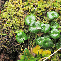 Auckland Island, above Port Ross.<br>Photographer: Geoffrey M. Rogers, Licence: <a target='_blank' href='https://creativecommons.org/licenses/by-sa/4.0'>CC BY-SA</a>. <a class='member-message' href='/nzpcn/why-join-nzpcn/' target='_blank'>Members can view a larger version of this image.</a>