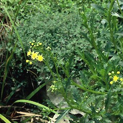 Senecio glaucophyllus subsp. basinudus.<br>Photographer: Peter J de Lange, Licence: <a target='_blank' href='https://creativecommons.org/licenses/by-nc/4.0'>CC BY-NC</a>. <a class='member-message' href='/nzpcn/why-join-nzpcn/' target='_blank'>Members can view a larger version of this image.</a>
