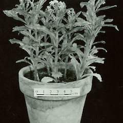 Senecio lautus var. esperensis plants raised from seed and grown at Lincoln, Ex Cult. L’Esperence Rock, Southern Kermadec Island group, 1970.<br>Photographer: C. Miles, Licence: All rights reserved.