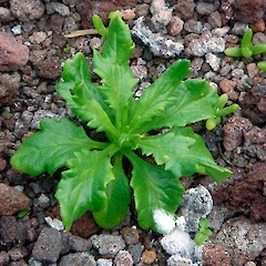 Seedling in scoria, L’Esperance Rock, Kermadec Islands. May 2011.<br>Photographer: Peter J de Lange, Licence: <a target='_blank' href='https://creativecommons.org/licenses/by-nc/4.0'>CC BY-NC</a>. <a class='member-message' href='/nzpcn/why-join-nzpcn/' target='_blank'>Members can view a larger version of this image.</a>