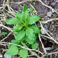 Seedling beside land crab burrow, L’Esperance Rock, Kermadec Islands. May 2011.<br>Photographer: Peter J de Lange, Licence: <a target='_blank' href='https://creativecommons.org/licenses/by-nc/4.0'>CC BY-NC</a>. <a class='member-message' href='/nzpcn/why-join-nzpcn/' target='_blank'>Members can view a larger version of this image.</a>