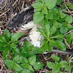 Seedlings, Parietaria, dead black-winged petrel. L’Esperance Rock, Kermadec Islands. May 2011.<br>Photographer: Peter J de Lange, Licence: <a target='_blank' href='https://creativecommons.org/licenses/by-nc/4.0'>CC BY-NC</a>. <a class='member-message' href='/nzpcn/why-join-nzpcn/' target='_blank'>Members can view a larger version of this image.</a>