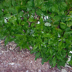 L’Esperance Rock, Kermadec Islands. May 2011.<br>Photographer: Peter J de Lange, Licence: <a target='_blank' href='https://creativecommons.org/licenses/by-nc/4.0'>CC BY-NC</a>. <a class='member-message' href='/nzpcn/why-join-nzpcn/' target='_blank'>Members can view a larger version of this image.</a>