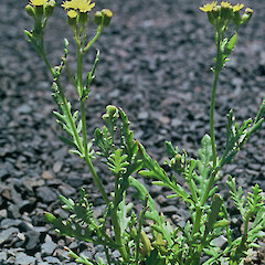 Burgess Island, Mokohinau.<br>Photographer: Terry Greene, Licence: <a target='_blank' href='https://creativecommons.org/licenses/by-nc/4.0'>CC BY-NC</a>. <a class='member-message' href='/nzpcn/why-join-nzpcn/' target='_blank'>Members can view a larger version of this image.</a>