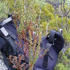 Sprengelia incarnata