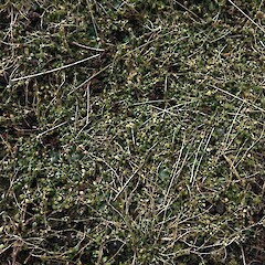 Antipodes Island. Nov. 2014.<br>Photographer: Geoffrey M. Rogers, Licence: <a target='_blank' href='https://creativecommons.org/licenses/by-sa/4.0'>CC BY-SA</a>. <a class='member-message' href='/nzpcn/why-join-nzpcn/' target='_blank'>Members can view a larger version of this image.</a>