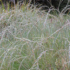 high river terrace, Haystack Creek, North West Nelson.<br>Photographer: Alice Shanks, Date taken: 25/01/2010, Licence: <a target='_blank' href='https://creativecommons.org/licenses/by-sa/4.0'>CC BY-SA</a>.