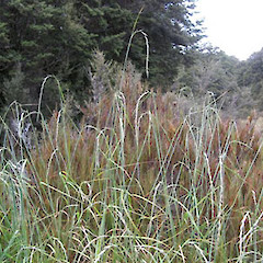 high river terrace, Haystack Creek, North West Nelson.<br>Photographer: Alice Shanks, Date taken: 25/01/2010, Licence: <a target='_blank' href='https://creativecommons.org/licenses/by-sa/4.0'>CC BY-SA</a>.