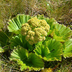 Campbell Island.<br>Photographer: Jane Gosden, Licence: <a target='_blank' href='https://creativecommons.org/licenses/by-nc-sa/4.0'>CC BY-NC-SA</a>. <a class='member-message' href='/nzpcn/why-join-nzpcn/' target='_blank'>Members can view a larger version of this image.</a>