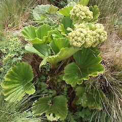 Enderby Island.<br>Photographer: Jane Gosden, Licence: <a target='_blank' href='https://creativecommons.org/licenses/by-nc-sa/4.0'>CC BY-NC-SA</a>. <a class='member-message' href='/nzpcn/why-join-nzpcn/' target='_blank'>Members can view a larger version of this image.</a>