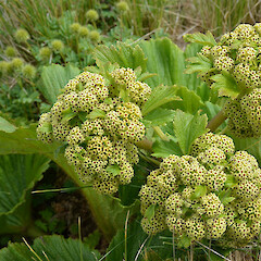 Enderby Island.<br>Photographer: Jane Gosden, Licence: <a target='_blank' href='https://creativecommons.org/licenses/by-nc-sa/4.0'>CC BY-NC-SA</a>. <a class='member-message' href='/nzpcn/why-join-nzpcn/' target='_blank'>Members can view a larger version of this image.</a>