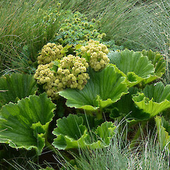 Enderby Island.<br>Photographer: Jane Gosden, Licence: <a target='_blank' href='https://creativecommons.org/licenses/by-nc-sa/4.0'>CC BY-NC-SA</a>. <a class='member-message' href='/nzpcn/why-join-nzpcn/' target='_blank'>Members can view a larger version of this image.</a>