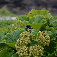 Enderby Island.<br>Photographer: Jane Gosden, Licence: <a target='_blank' href='https://creativecommons.org/licenses/by-nc-sa/4.0'>CC BY-NC-SA</a>. <a class='member-message' href='/nzpcn/why-join-nzpcn/' target='_blank'>Members can view a larger version of this image.</a>