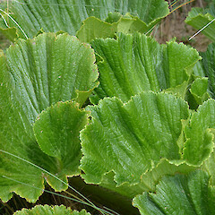 Enderby Island.<br>Photographer: Jane Gosden, Licence: <a target='_blank' href='https://creativecommons.org/licenses/by-nc-sa/4.0'>CC BY-NC-SA</a>. <a class='member-message' href='/nzpcn/why-join-nzpcn/' target='_blank'>Members can view a larger version of this image.</a>