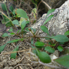 Wahlenbergia albomarginata subsp. flexilis