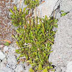 Wahlenbergia pygmaea subsp. drucei
