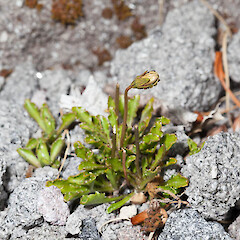 Mt Taranaki.<br>Photographer: Mike Thorsen, Date taken: 15/03/2013, Licence: All rights reserved. <a class='member-message' href='/nzpcn/why-join-nzpcn/' target='_blank'>Members can view a larger version of this image.</a>