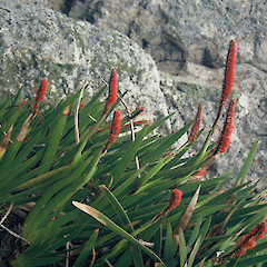 Tatua Peak.<br>Photographer: Peter J de Lange, Date taken: 01/10/1997, Licence: <a target='_blank' href='https://creativecommons.org/licenses/by-nc/4.0'>CC BY-NC</a>.