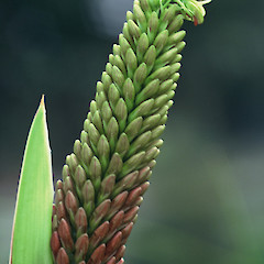 Cult. Ex. Aorangi Island.<br>Photographer: Gillian M. Crowcroft, Date taken: 01/08/1998, Licence: All rights reserved.