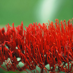 Xeronema callistemon f. callistemon.<br>Photographer: Gillian M. Crowcroft, Date taken: 01/09/1998, Licence: All rights reserved.