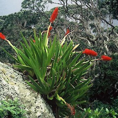 Tatua Peak, Aorangi Island.<br>Photographer: Peter J de Lange, Date taken: 01/10/1997, Licence: <a target='_blank' href='https://creativecommons.org/licenses/by-nc/4.0'>CC BY-NC</a>.