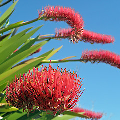 In cultivation, Whangarei. Oct 2011.<br>Photographer: Lisa Forester, Licence: <a target='_blank' href='https://creativecommons.org/licenses/by-sa/4.0'>CC BY-SA</a>.