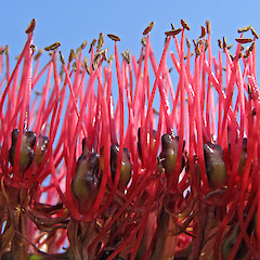 Inflorescence detail. In cultivation, Whangarei. Oct 2011.<br>Photographer: Lisa Forester, Licence: <a target='_blank' href='https://creativecommons.org/licenses/by-sa/4.0'>CC BY-SA</a>.