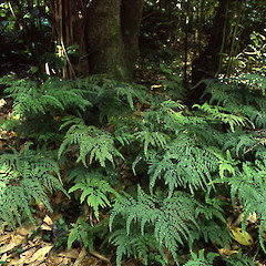 Adiantum formosum.<br>Photographer: John Barkla, Licence: <a target='_blank' href='https://creativecommons.org/licenses/by/4.0'>CC BY</a>.