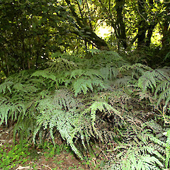 Under low forest, Ashhurst Domain, Manawatu.<br>Photographer: Colin C. Ogle, Date taken: 23/08/2009, Licence: <a target='_blank' href='https://creativecommons.org/licenses/by-nc/4.0'>CC BY-NC</a>.