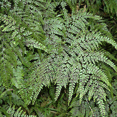 Under low forest, Ashhurst Domain, Manawatu.<br>Photographer: Colin C. Ogle, Date taken: 23/08/2009, Licence: <a target='_blank' href='https://creativecommons.org/licenses/by-nc/4.0'>CC BY-NC</a>.