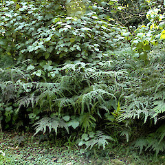 On edge of kanuka-totara forest, Ashhurst Domain, Manawatu.<br>Photographer: Colin C. Ogle, Date taken: 23/08/2009, Licence: <a target='_blank' href='https://creativecommons.org/licenses/by-nc/4.0'>CC BY-NC</a>.