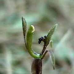 Photo by Ian St George.<br>Photographer: Ian St George, Licence: All rights reserved.