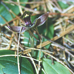 Simpliglottis valida.<br>Photographer: Nicholas J. D. Singers, Licence: All rights reserved.