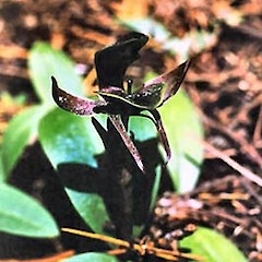 A photo of Simpliglottis valida.<br>Photographer: Ian St George, Licence: All rights reserved.