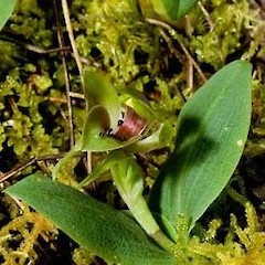 Simpliglottis valida.<br>Photographer: Alastair Robertson, Licence: All rights reserved.