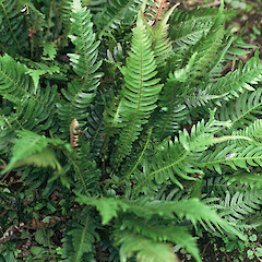 Doodia aspera x D. australis in cultivation ex Tomokanga Pa, Tom Bowling Bay, Te Paki.<br>Photographer: Gillian M. Crowcroft, Licence: All rights reserved. <a class='member-message' href='/nzpcn/why-join-nzpcn/' target='_blank'>Members can view a larger version of this image.</a>