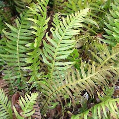 Doodia aspera in cultivation ex Waiomio. Oct 2005.<br>Photographer: Peter J de Lange, Licence: <a target='_blank' href='https://creativecommons.org/licenses/by-nc/4.0'>CC BY-NC</a>.