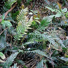 Doodia aspera x D. australis. Upper Tomokanga catchment.<br>Photographer: Peter J de Lange, Licence: <a target='_blank' href='https://creativecommons.org/licenses/by-nc/4.0'>CC BY-NC</a>. <a class='member-message' href='/nzpcn/why-join-nzpcn/' target='_blank'>Members can view a larger version of this image.</a>