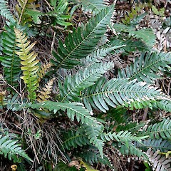 Doodia aspera x D. australis. Upper Tomokanga catchment.<br>Photographer: Peter J de Lange, Licence: <a target='_blank' href='https://creativecommons.org/licenses/by-nc/4.0'>CC BY-NC</a>. <a class='member-message' href='/nzpcn/why-join-nzpcn/' target='_blank'>Members can view a larger version of this image.</a>